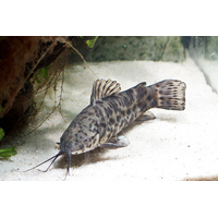 Hoplo Catfish 9cm