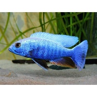 Icberg Electric Blue Cichlid - Sciaenochromis Fryeri Iceberg 10cm