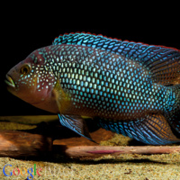 Jack Dempsey Cichlid - Rocio Octofasciata  10-12cm