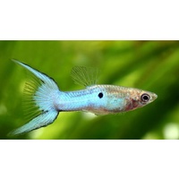 Japanese Blue Double Sword Male Guppy 3cm