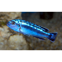 Electric Blue Johanni 9cm - Melanochromis johannii