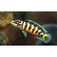 Julidochromis Transcriptus -Masked Julie Cichlid 2-3cm