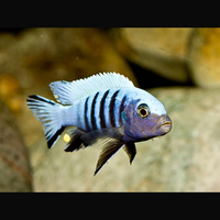 Kingsizei Cichlid - Metriaclima Pulpican 7cm