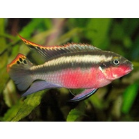 Kribensis Red Wild Cichlid - Pelvicachromis Pulcher 5cm