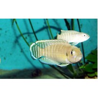 Neolamprologus multifasciatus 3cm Shell Dweller