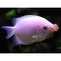 Kissing Gourami 5cm Live Fish