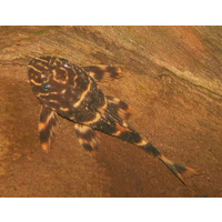 L104 Clown Pleco Catfish - Panaqolus Maccus 3cm