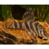 L015  Pleco Peckoltia Vittata