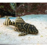 L129 Pleco Hypancistrus debilittera 2.5cm