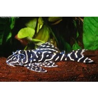 L129 Pleco Hypancistrus debilittera -Pair