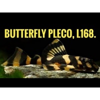L168 Pleco 9cm