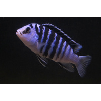Chisumulae Cichlid - Labidochromis Chisumulae 10cm