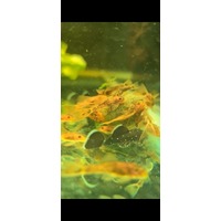 Super Red marbled longfin Bristlenose Catfish  Calcio red   - 1.5 - 3cm