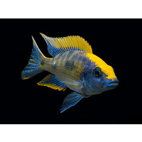 Lithobates Cichlid - Otopharynx Lithobates 8cm