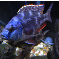 Livingstonii Cichlid - Nimbochromis Livingstonii 10cm