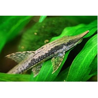 Long Nose Whiptail Catfish 10cm (Sturisoma Barbatum)