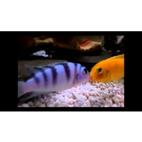 Lombardoi Kenya Cichlid - Metriaclima Lombardoi 4-5cm