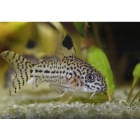 Leopard CORYDORA 3cm