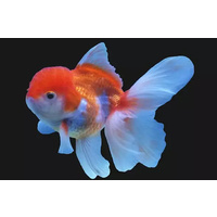 Lionhead Goldfish 7cm
