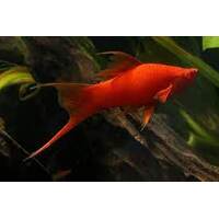 Lyretail Red Sword Tail Live Fish 4cm