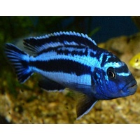 Maingano Cichlid - Melanochromis Cyaneorhabdos  4-6cm