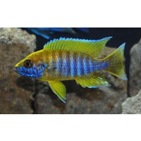 Mamelala Peacock Cichlid - Aulonocara Sp Yellow 5cm