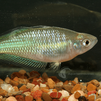 Murray River Rainbowfish Australian Native 4-7