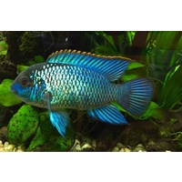 Neon Blue Acara -Aequidens pulcher 4-5cm