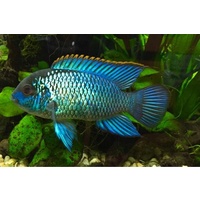 Neon Blue Acara -Aequidens pulcher 10cm