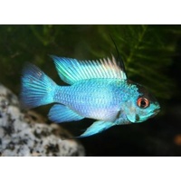 Neon Rams -  Mikrogeophagus ramirezi 3-4cm