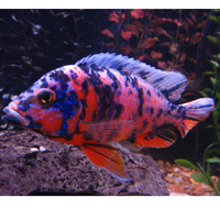 OB Peacock Marble Cichlid -  10cm