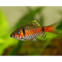 Odessa Barb -Puntius titteya 4cm