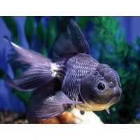 Oranda Black  or Bronze Goldfish 12cm