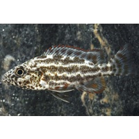 Polystigma Cichlid - Nimbochromis Polystigma 7cm