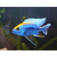 Sulphur Head Cichlid - Protomelas spilonatus (Mara Rocks) 7cm