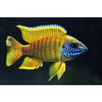 Yellow Sunshine Peacock Cichlid - Aulonocara Sp Yellow 5cm