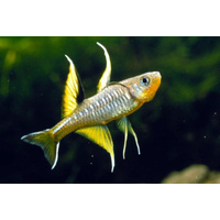 Pacific Blue Eyes 0.5 - 2cm Australian Native