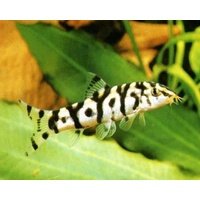 Pakistani Loach - Yo Yo Loach Reticulate Loach 7cm