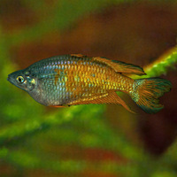 Parkinsoni Rainbow Fish 3-5cm 