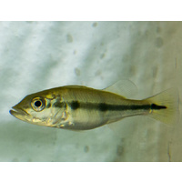Peacock Bass 6-7cms