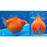 Pearlscale Goldfish 5cm