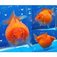 Pearlscale Ping Pong Goldfish 7cm