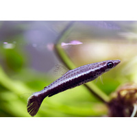 Rocket Tail Pencil fish 3cm