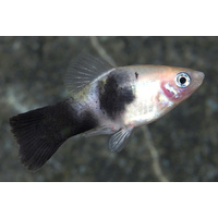 Platy Assorted Colours 4cm