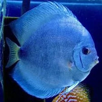 Discus Powder Blue 5cm