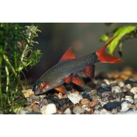 Rainbow Shark -Epalzeorhynchos frenatus 5cm