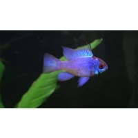 Ramirezi Electric Blue Ram 3-4cm