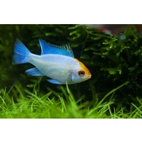 Ramirezi Gold Head Electric Blue 4cm