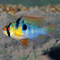 Blue Rams - Mikrogeophagus ramirezi 4cm