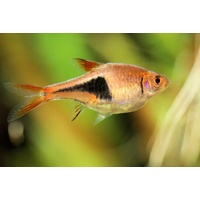 Harlequin Rasbora -Trigonostigma heteromorpha 2.5-3cm